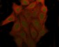 Anti-CDK1/Cdc2 Rabbit Monoclonal Antibody